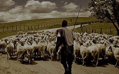 vita da pastore